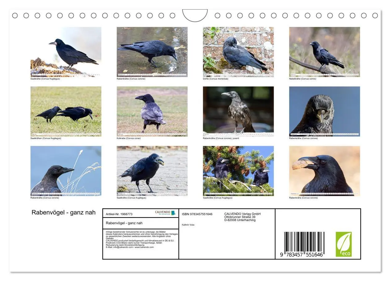 Bild: 9783457551646 | Rabenvögel - ganz nah (Wandkalender 2026 DIN A4 quer), CALVENDO...
