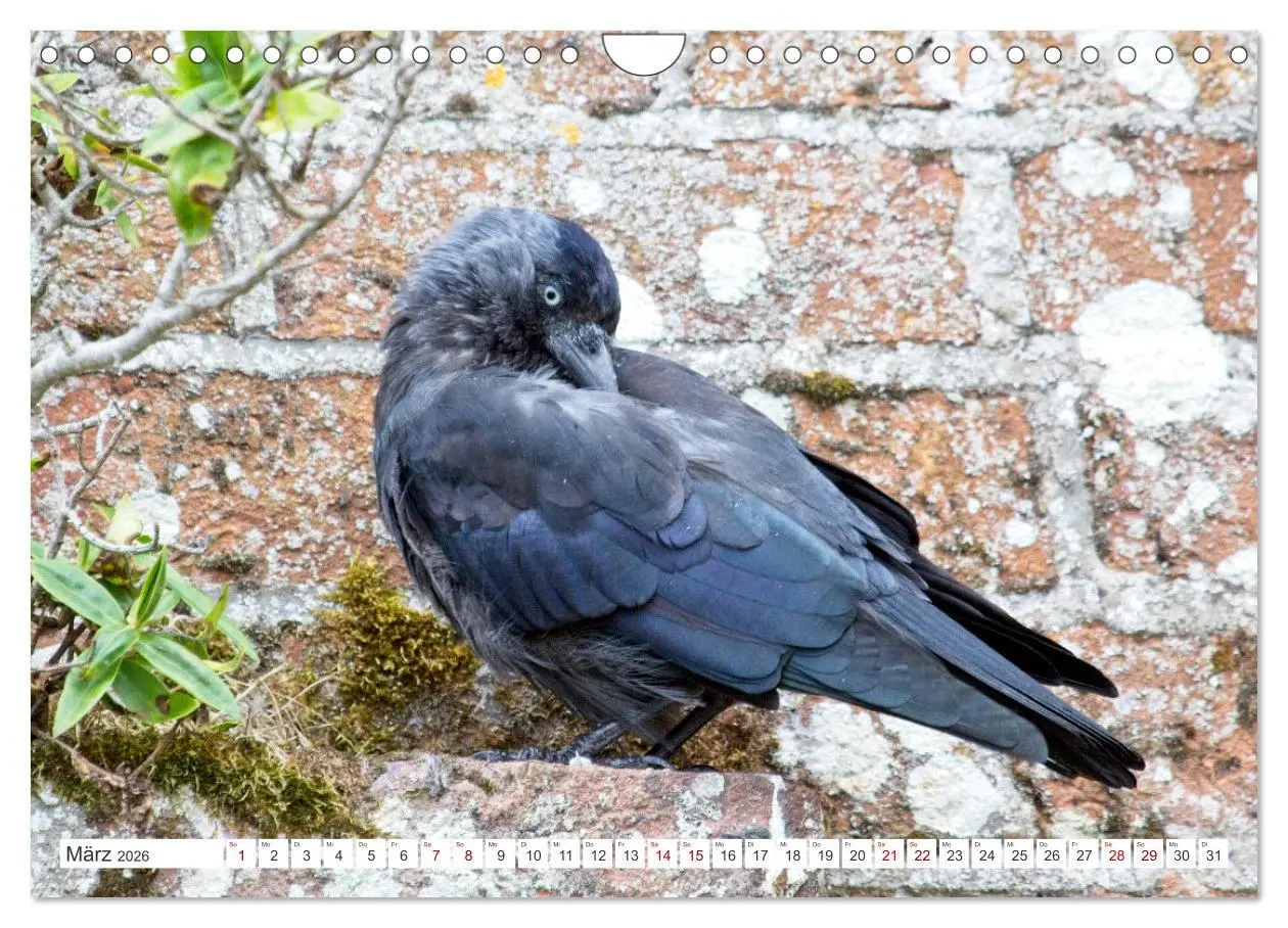 Bild: 9783457551646 | Rabenvögel - ganz nah (Wandkalender 2026 DIN A4 quer), CALVENDO...