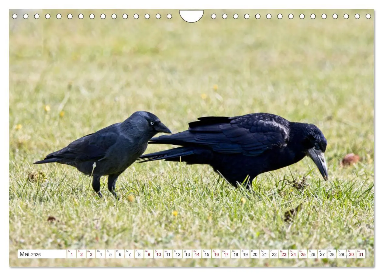 Bild: 9783457551646 | Rabenvögel - ganz nah (Wandkalender 2026 DIN A4 quer), CALVENDO...