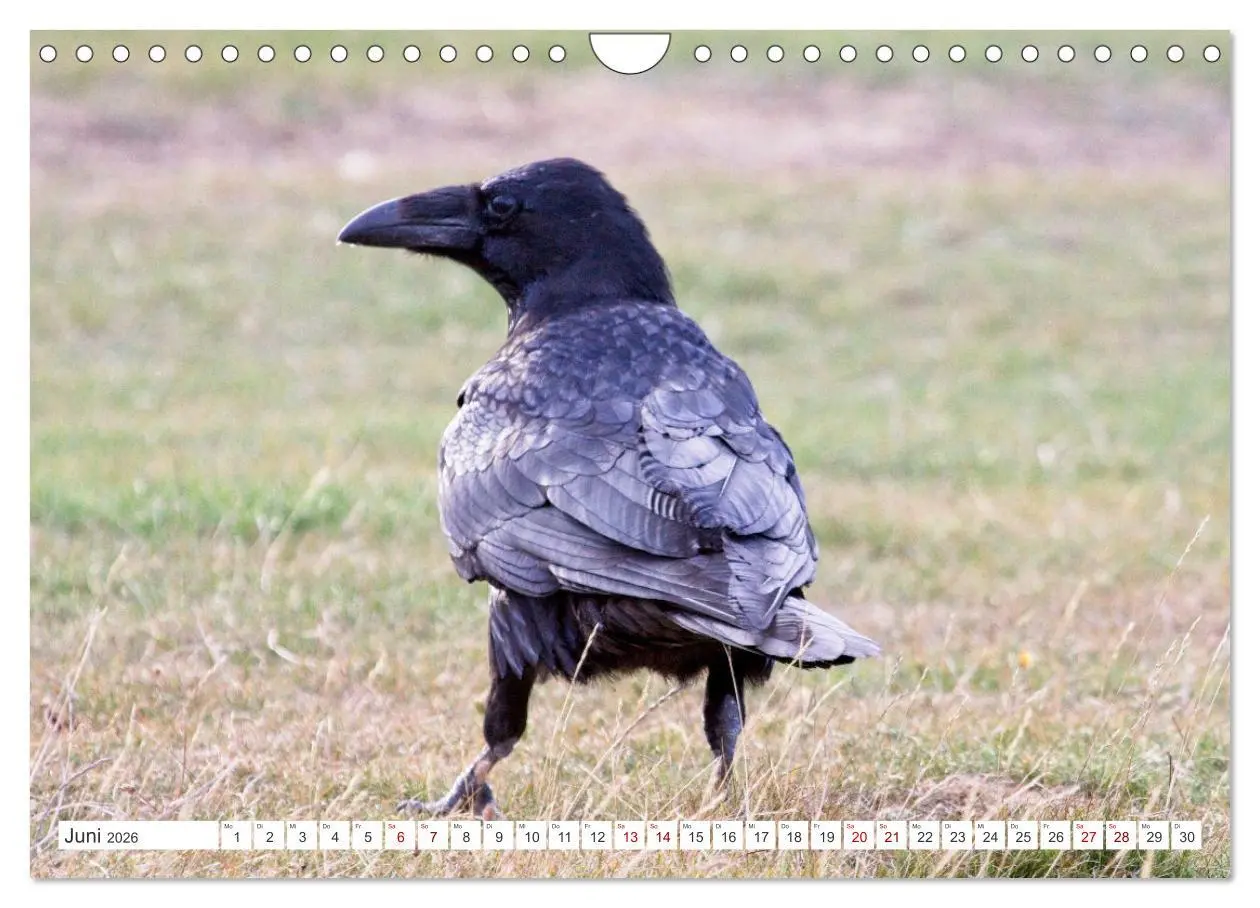 Bild: 9783457551646 | Rabenvögel - ganz nah (Wandkalender 2026 DIN A4 quer), CALVENDO...