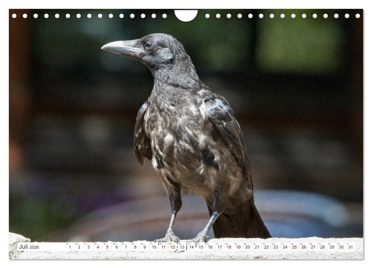 Bild: 9783457551646 | Rabenvögel - ganz nah (Wandkalender 2026 DIN A4 quer), CALVENDO...