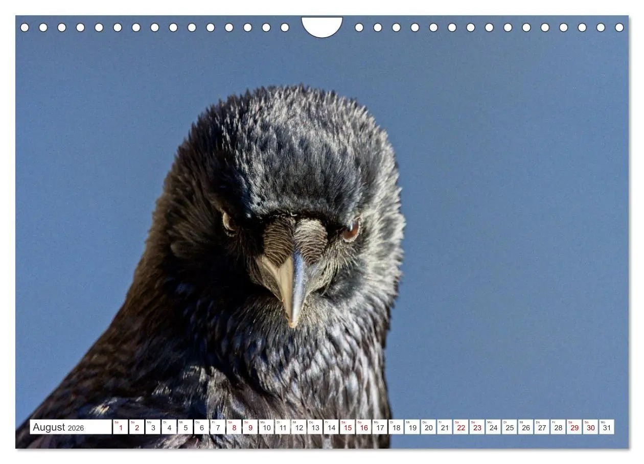 Bild: 9783457551646 | Rabenvögel - ganz nah (Wandkalender 2026 DIN A4 quer), CALVENDO...