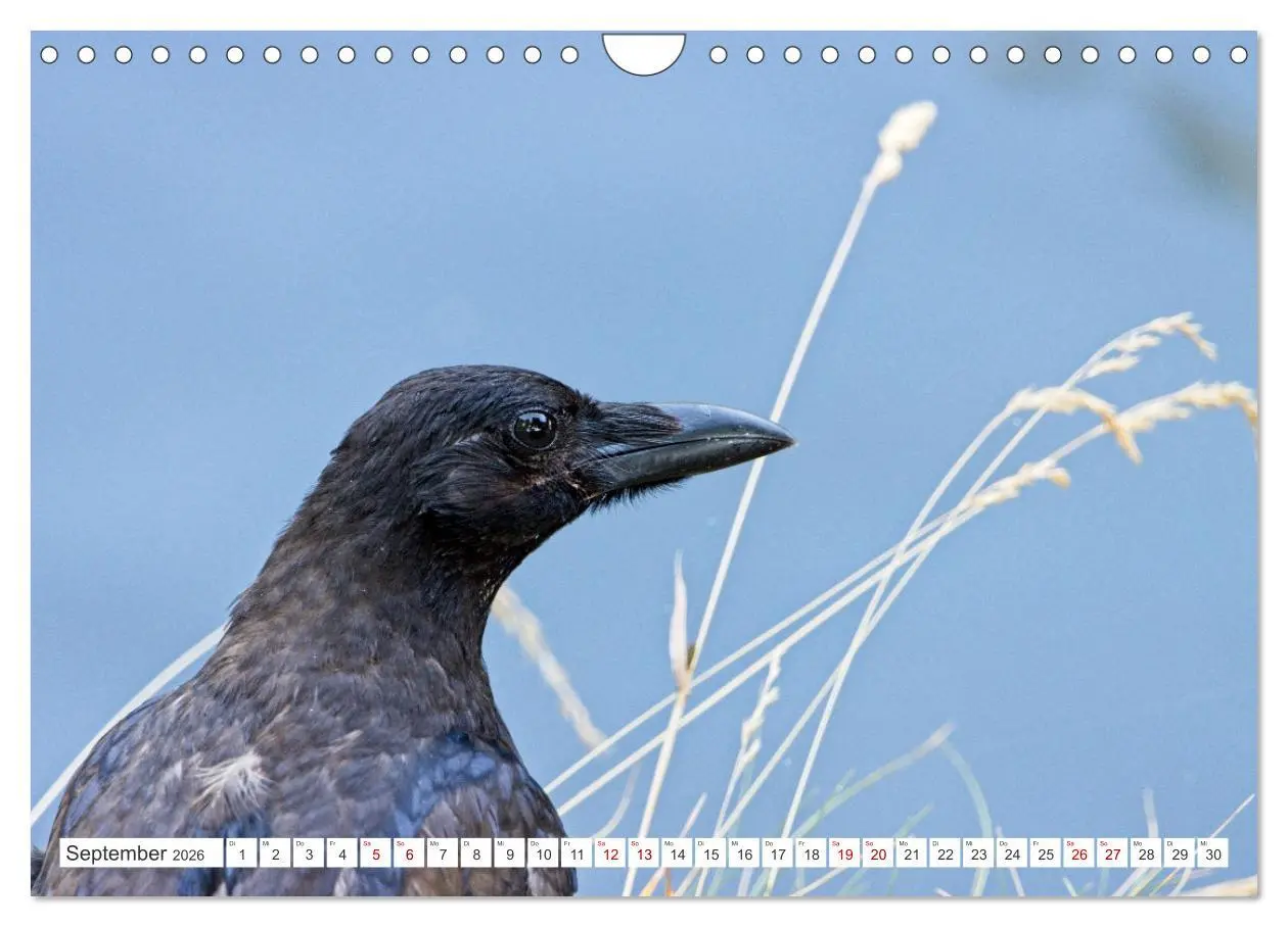 Bild: 9783457551646 | Rabenvögel - ganz nah (Wandkalender 2026 DIN A4 quer), CALVENDO...