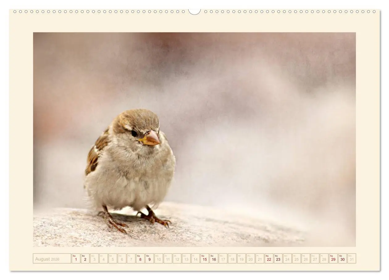 Bild: 9783516191646 | Freche Spatzen (Wandkalender 2026 DIN A2 quer), CALVENDO...