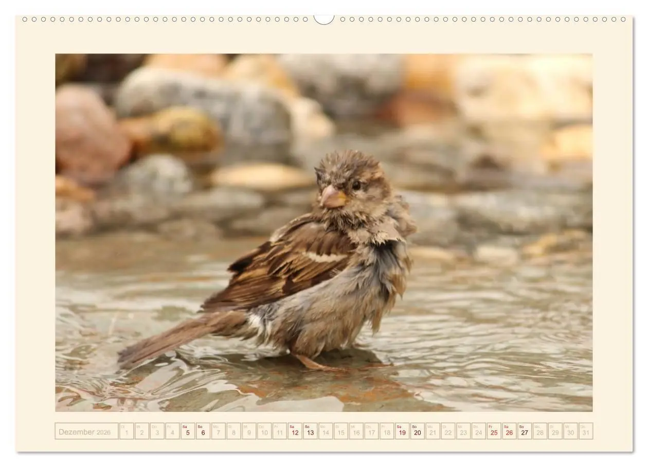Bild: 9783516191646 | Freche Spatzen (Wandkalender 2026 DIN A2 quer), CALVENDO...