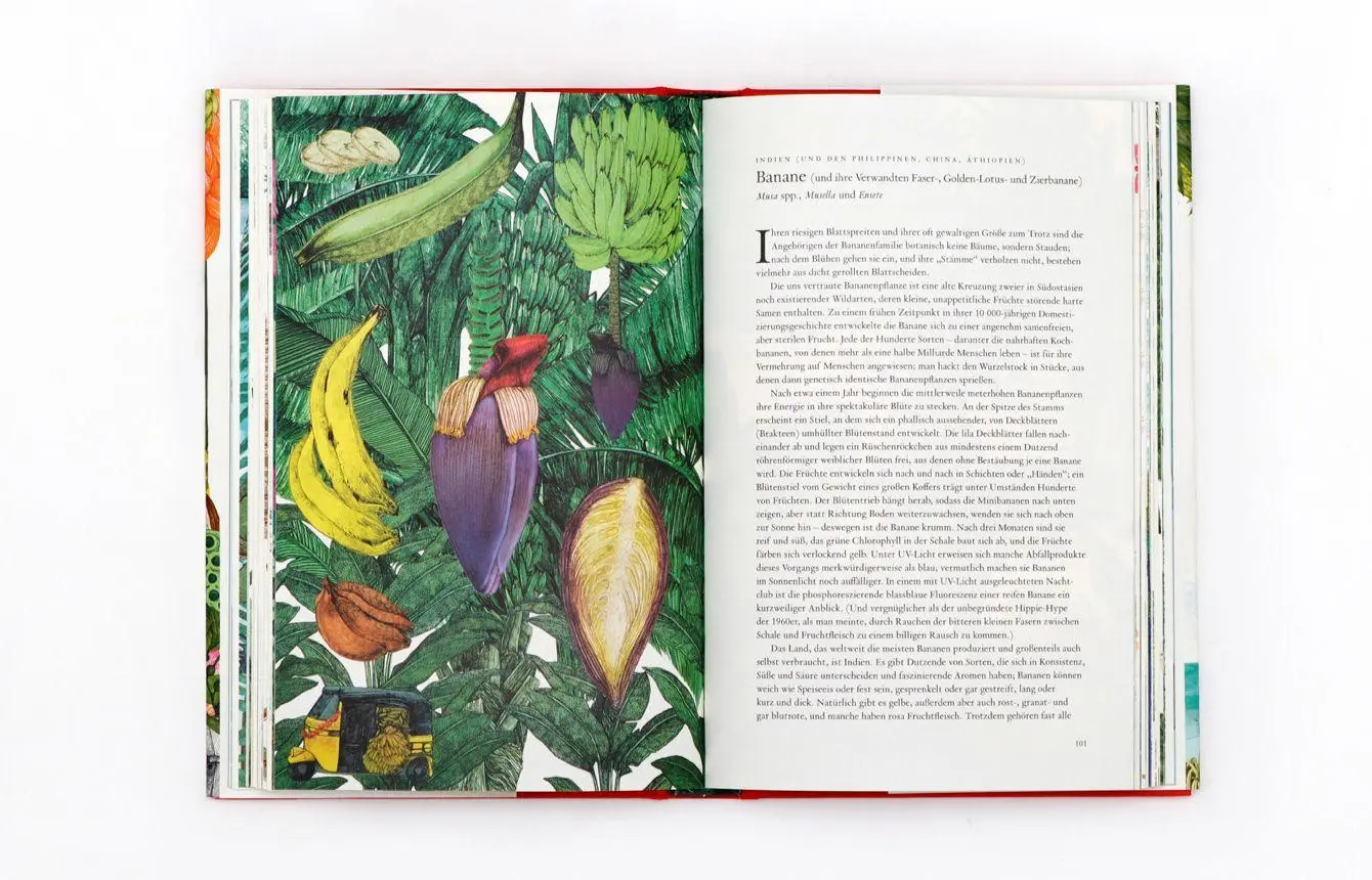 Bild: 9783962441746 | In 80 Pflanzen um die Welt | Jonathan Drori | Buch | 216 S. | Deutsch