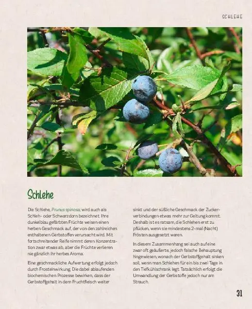 Bild: 9783966641746 | Essbare Schätze aus der Natur: Erkennen - Sammeln - Zubereiten | Buch