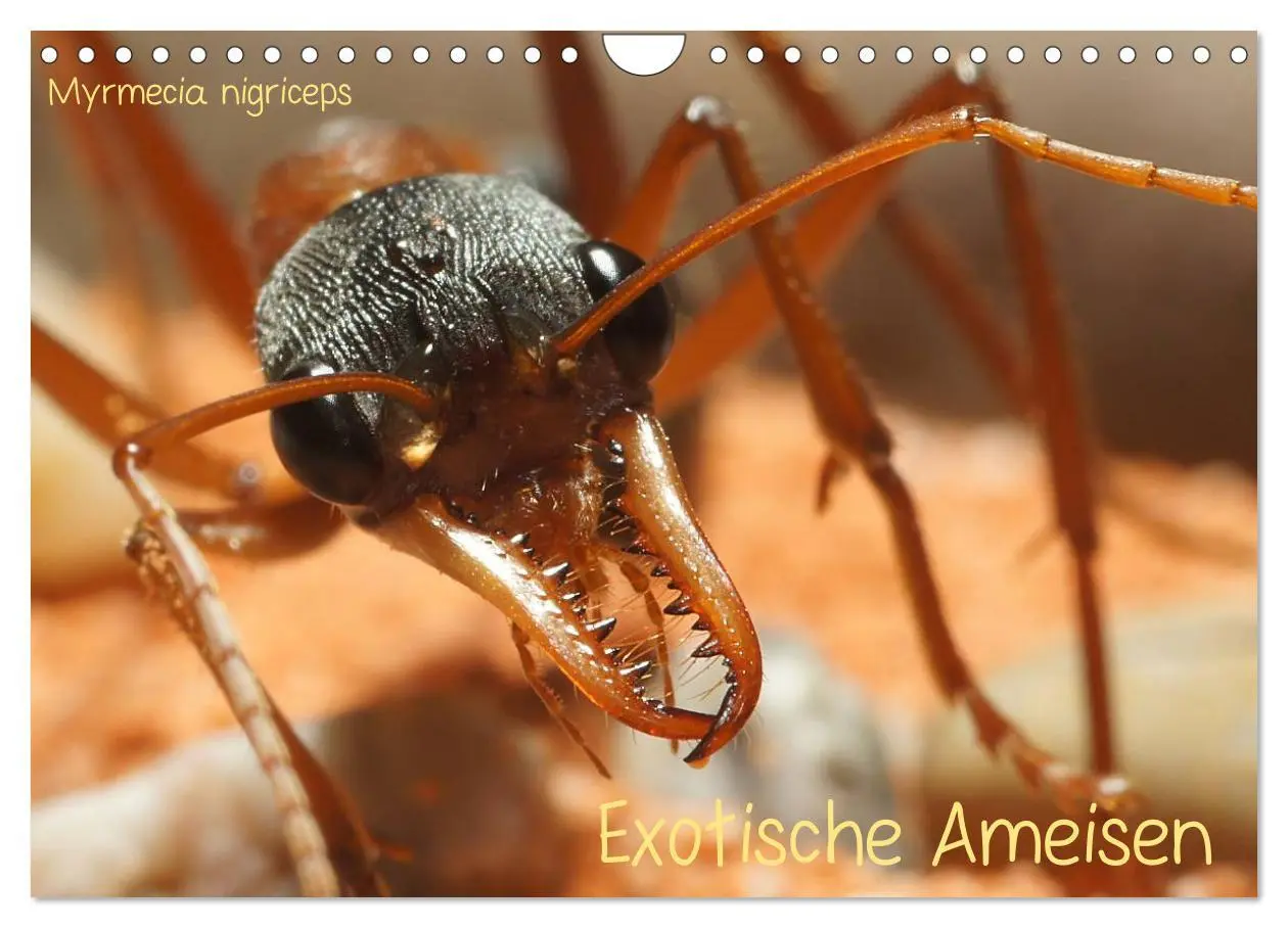 Cover: 9783516161946 | Exotische Ameisen (Wandkalender 2026 DIN A4 quer), CALVENDO...