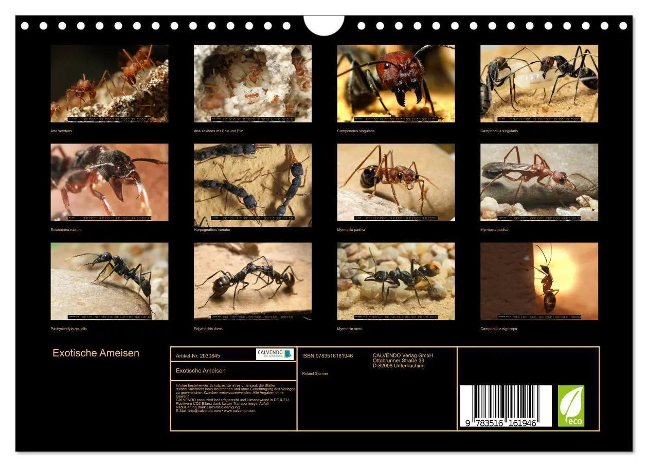 Bild: 9783516161946 | Exotische Ameisen (Wandkalender 2026 DIN A4 quer), CALVENDO...