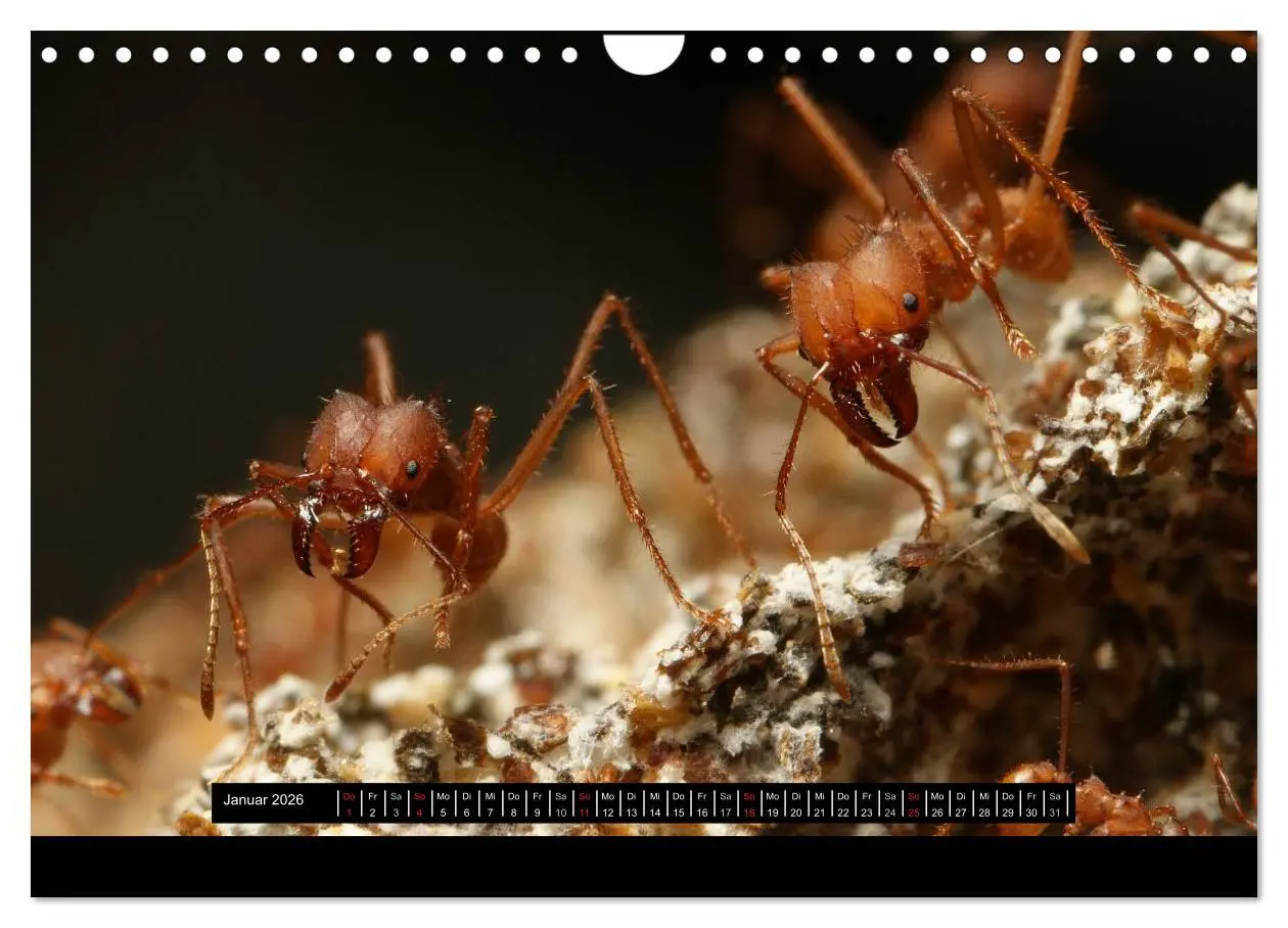 Bild: 9783516161946 | Exotische Ameisen (Wandkalender 2026 DIN A4 quer), CALVENDO...
