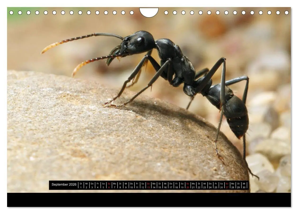 Bild: 9783516161946 | Exotische Ameisen (Wandkalender 2026 DIN A4 quer), CALVENDO...