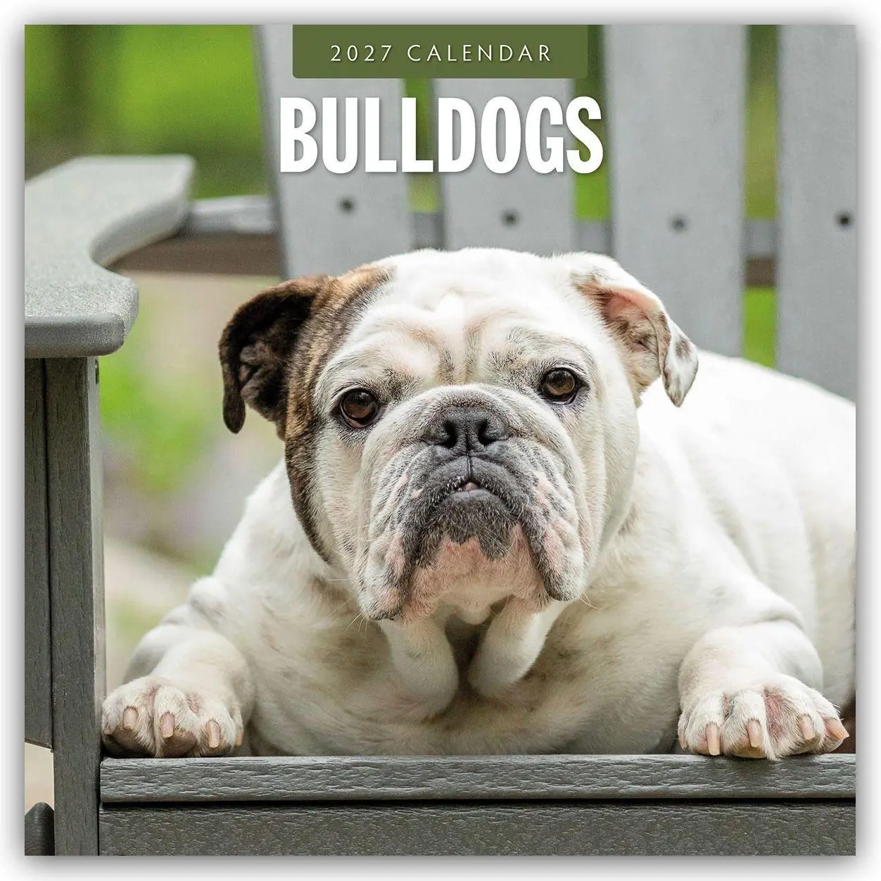 Cover: 9781837012046 | Bulldogs - Bulldoggen 2027 - 16-Monatskalender | Robin Red | Kalender