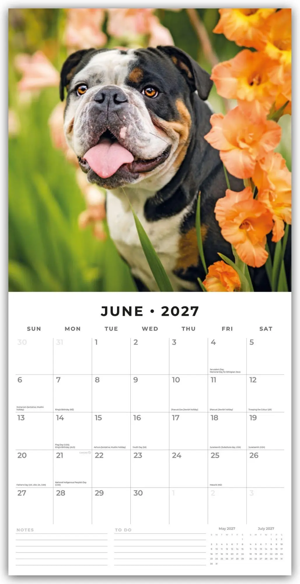 Bild: 9781837012046 | Bulldogs - Bulldoggen 2027 - 16-Monatskalender | Robin Red | Kalender