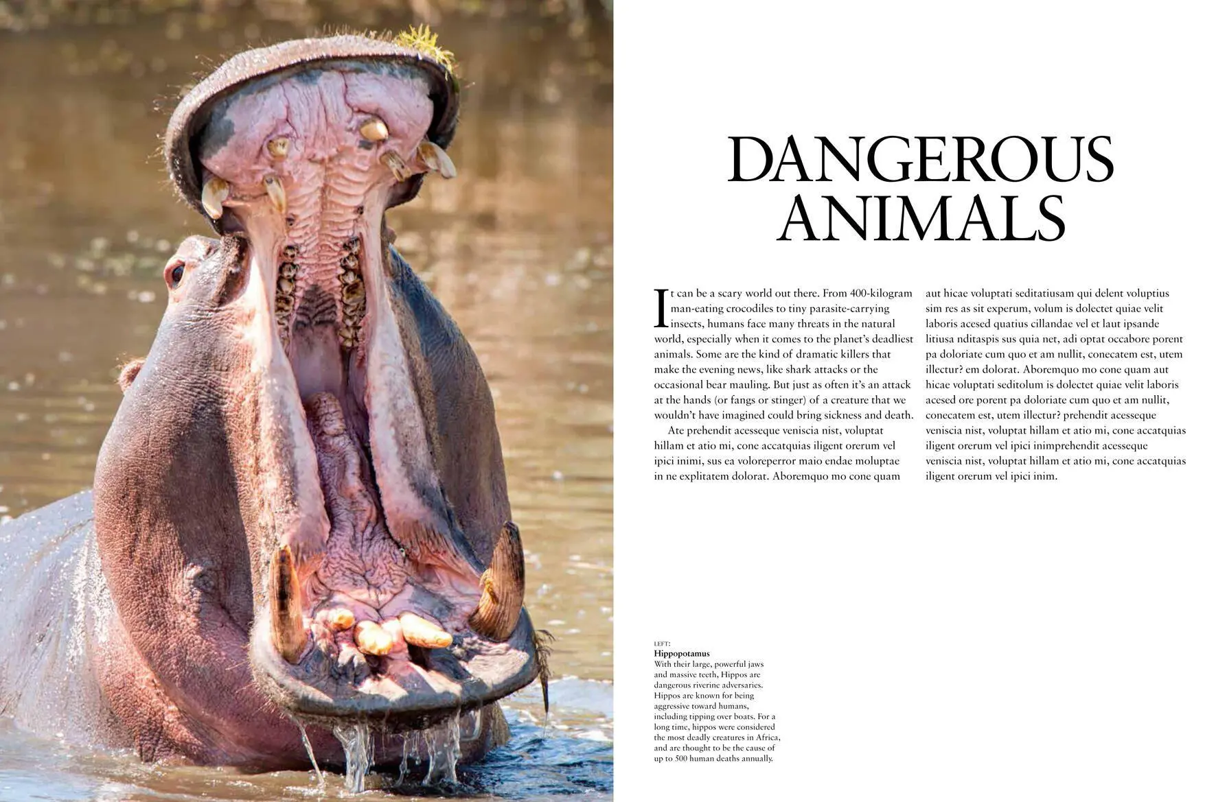 Bild: 9781838862046 | Dangerous Animals | Barry Madden | Buch | Animals in Photographs