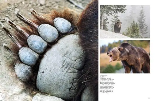 Bild: 9781838862046 | Dangerous Animals | Barry Madden | Buch | Animals in Photographs