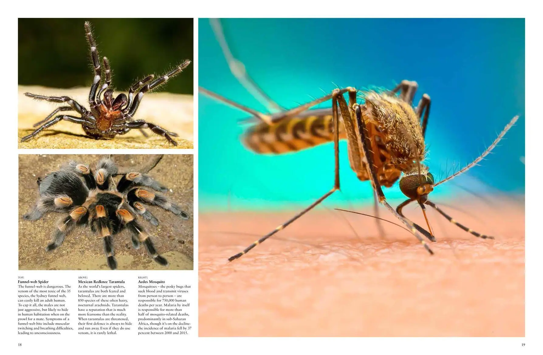Bild: 9781838862046 | Dangerous Animals | Barry Madden | Buch | Animals in Photographs
