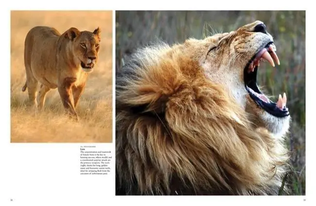 Bild: 9781838862046 | Dangerous Animals | Barry Madden | Buch | Animals in Photographs