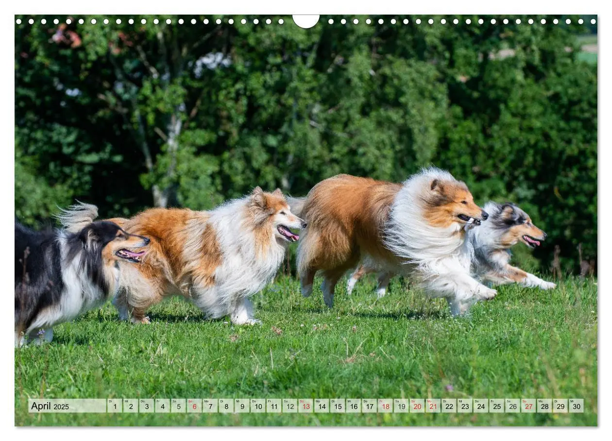 Bild: 9783435312146 | Collie - Das Glück hat 4 Pfoten (Wandkalender 2025 DIN A3 quer),...