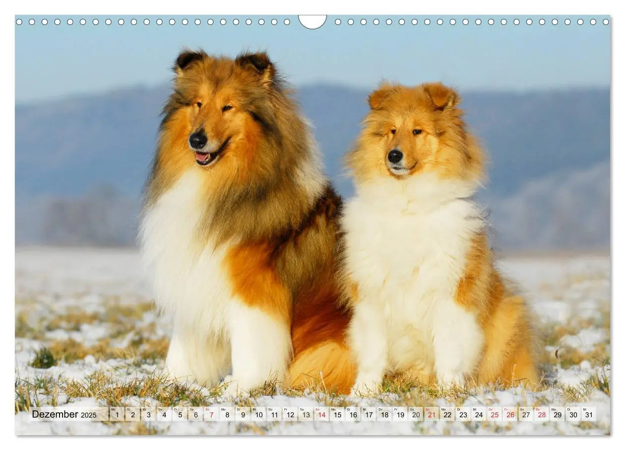 Bild: 9783435312146 | Collie - Das Glück hat 4 Pfoten (Wandkalender 2025 DIN A3 quer),...