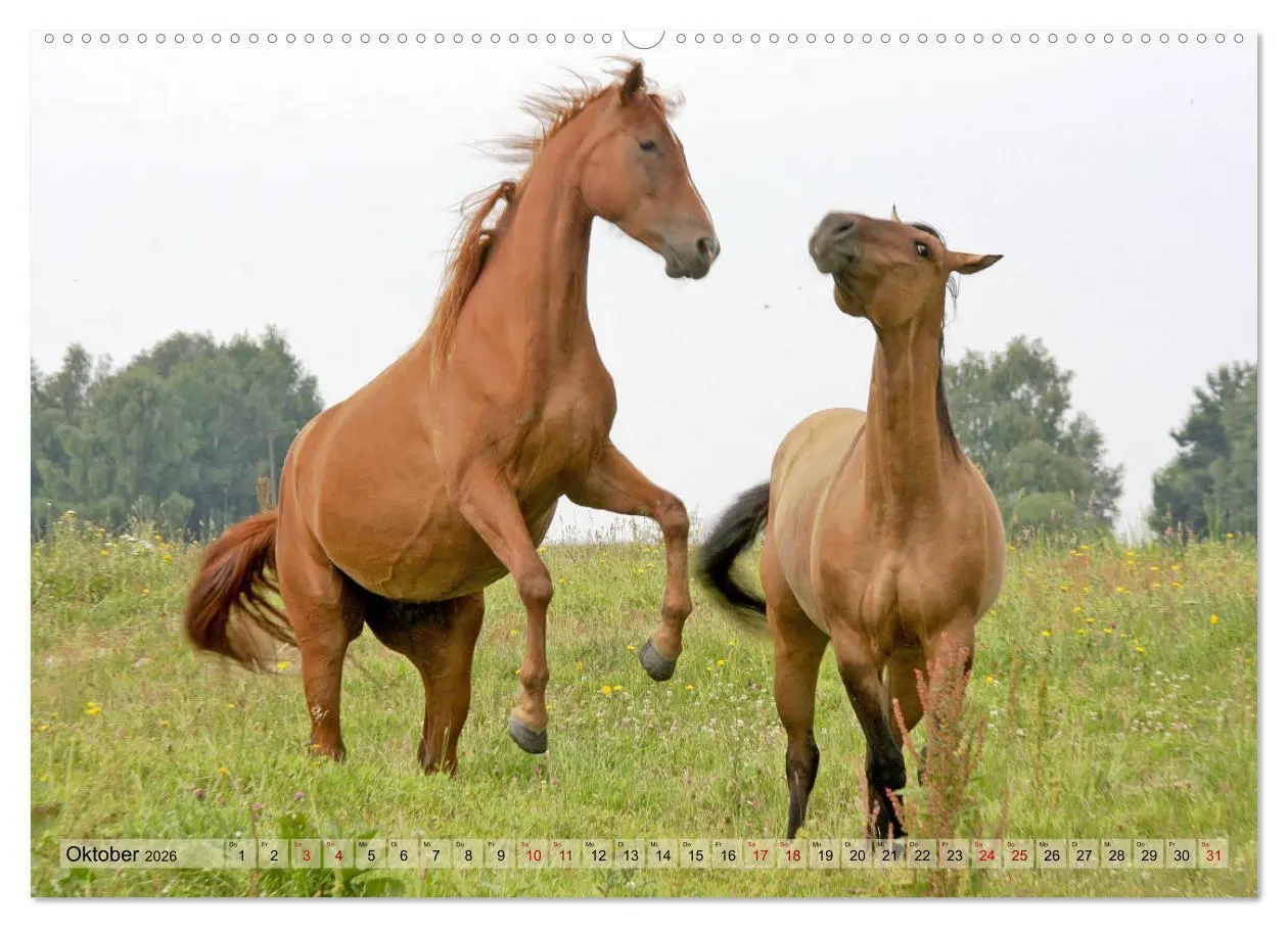 Bild: 9783457882146 | Quarter Horses - Die größte Zuchtbuchrasse der Welt (Wandkalender...