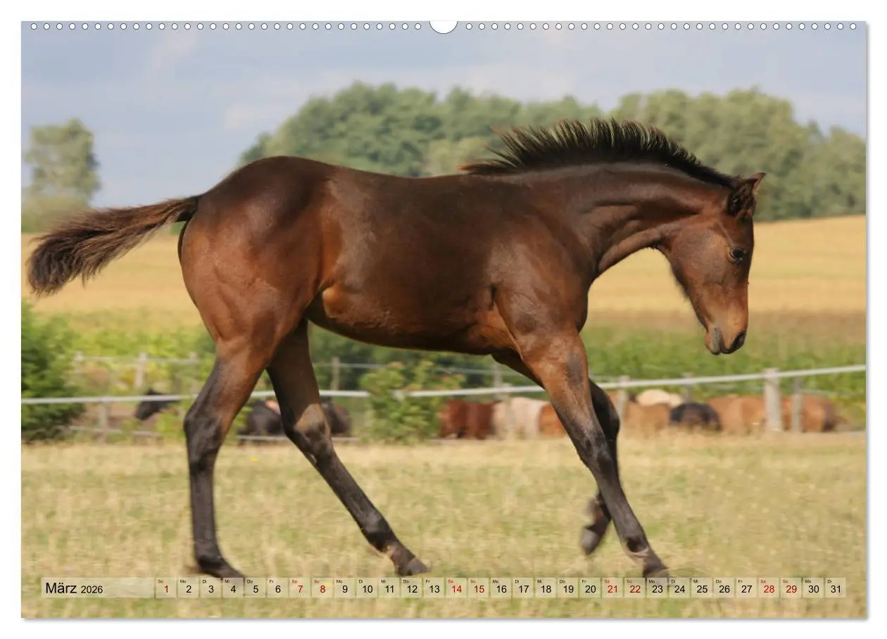 Bild: 9783457882146 | Quarter Horses - Die größte Zuchtbuchrasse der Welt (Wandkalender...
