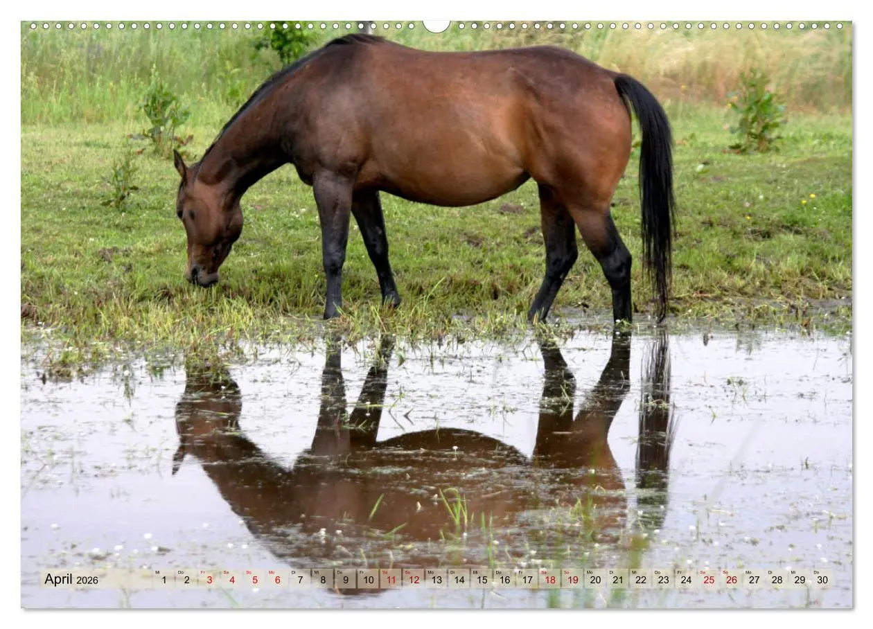 Bild: 9783457882146 | Quarter Horses - Die größte Zuchtbuchrasse der Welt (Wandkalender...
