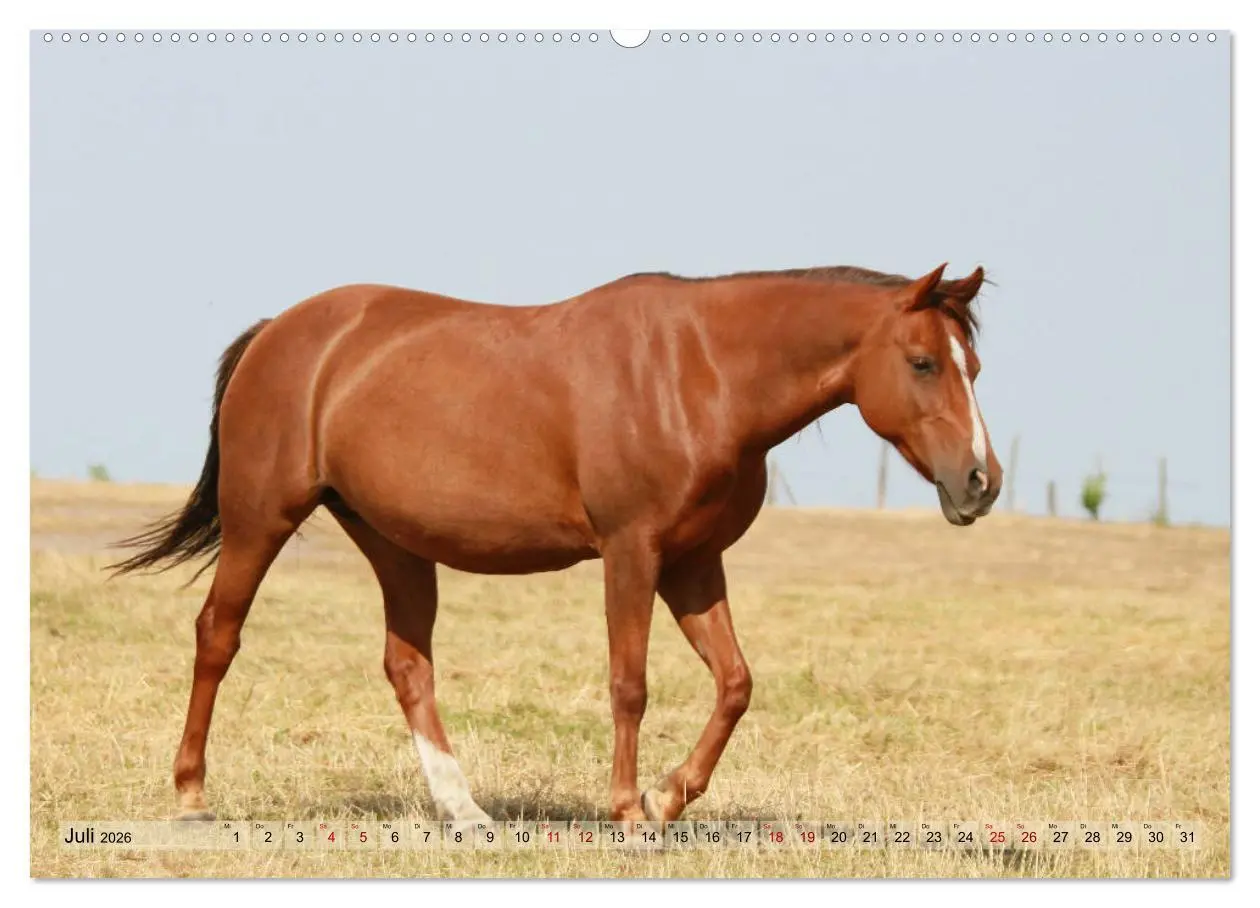 Bild: 9783457882146 | Quarter Horses - Die größte Zuchtbuchrasse der Welt (Wandkalender...