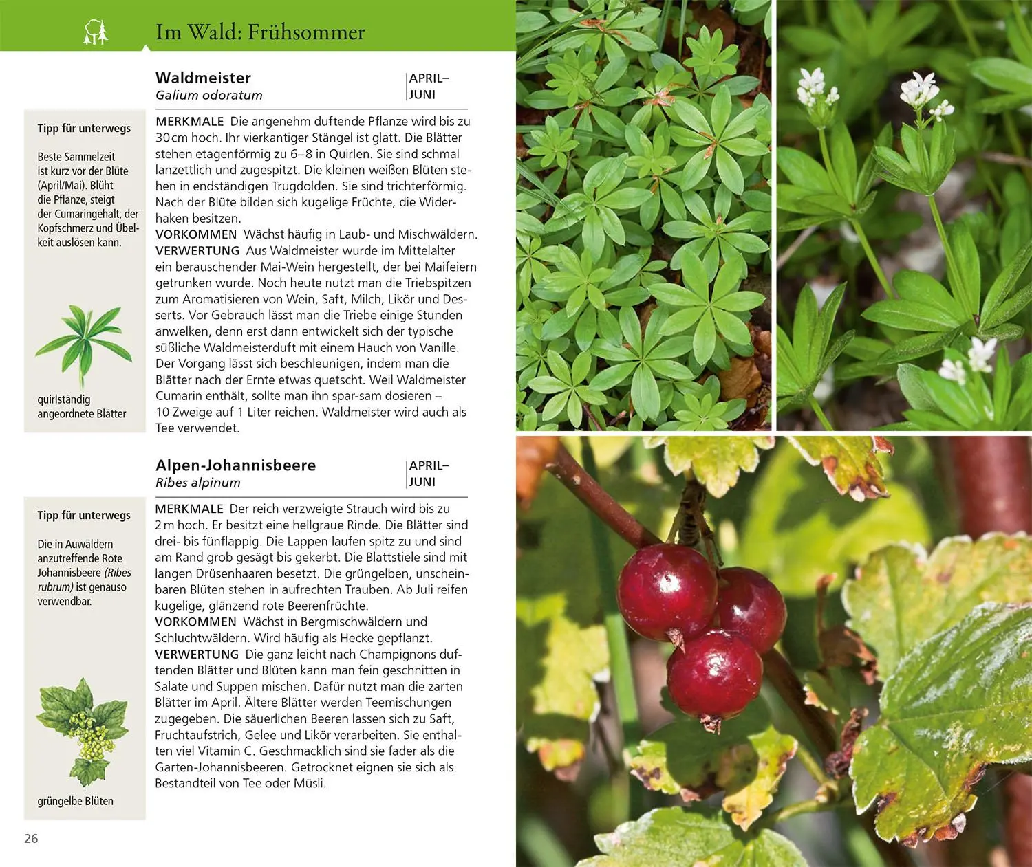 Bild: 9783440182246 | Essbare Wildkräuter und Wildbeeren für unterwegs | Rudi Beiser | Buch