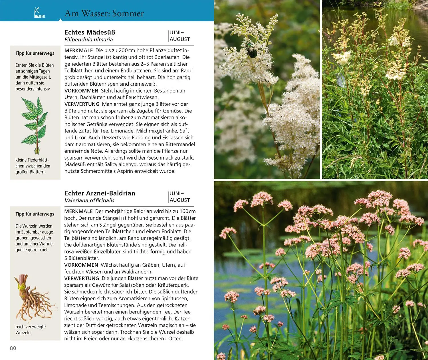 Bild: 9783440182246 | Essbare Wildkräuter und Wildbeeren für unterwegs | Rudi Beiser | Buch