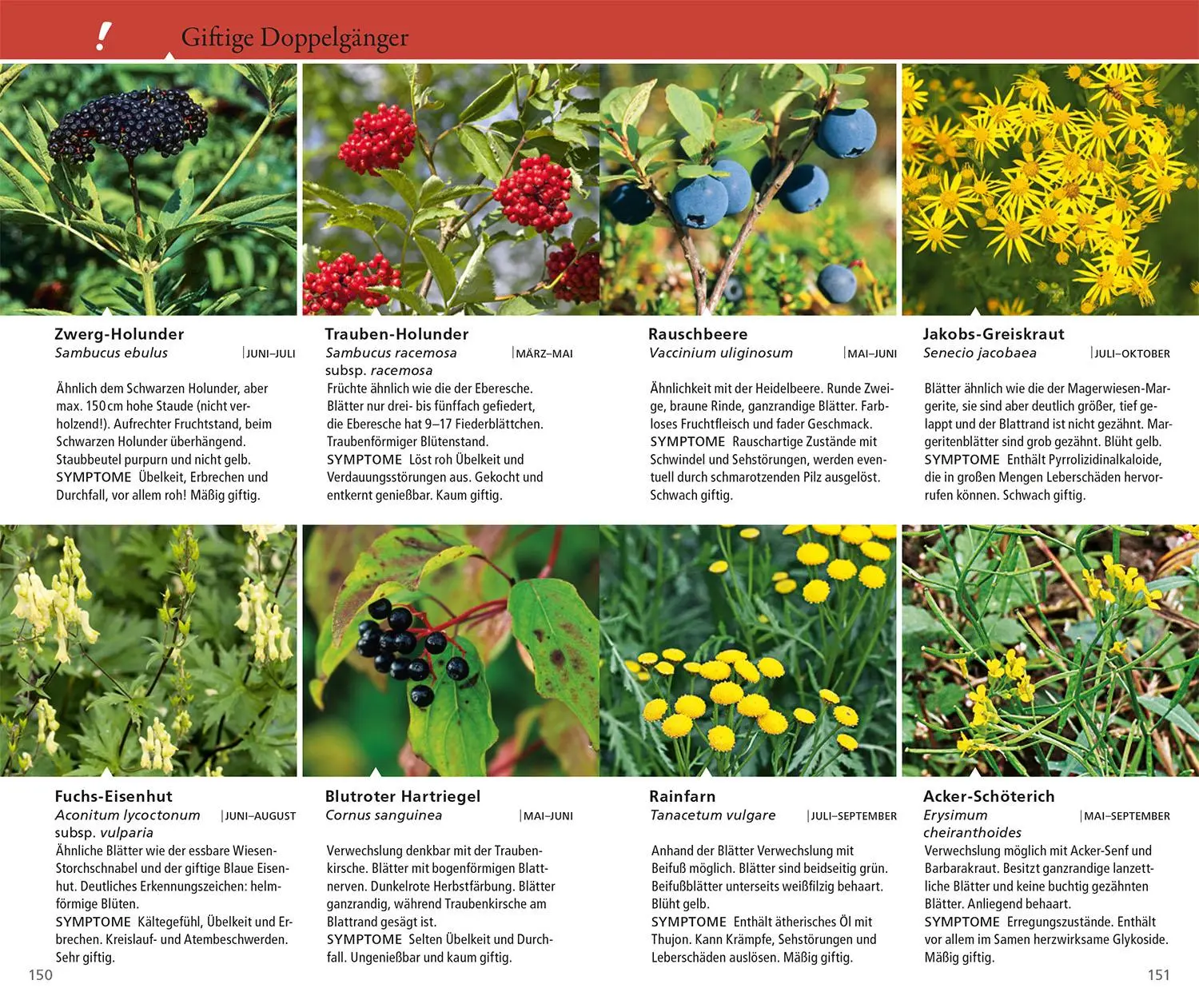 Bild: 9783440182246 | Essbare Wildkräuter und Wildbeeren für unterwegs | Rudi Beiser | Buch