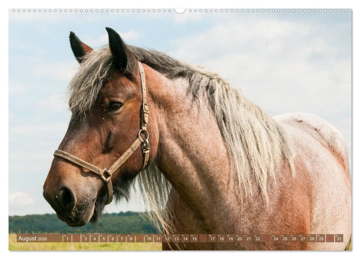 Bild: 9783457922446 | Kaltblüter - Schwere Pferde mit Charme (Wandkalender 2026 DIN A2...