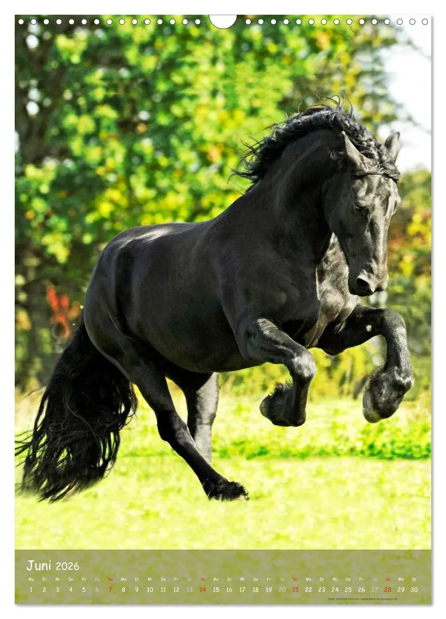 Bild: 9783516472646 | Friesen - die schwarzen Perlen (Wandkalender 2026 DIN A3 hoch),...