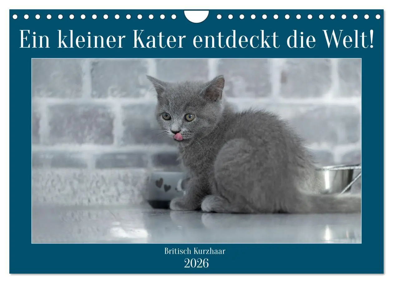 Cover: 9783457362846 | Ein kleiner Kater entdeckt die Welt! (Wandkalender 2026 DIN A4...