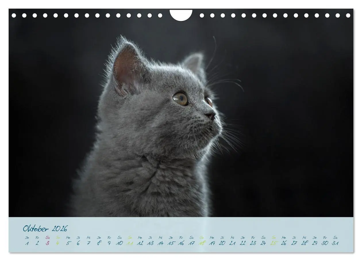 Bild: 9783457362846 | Ein kleiner Kater entdeckt die Welt! (Wandkalender 2026 DIN A4...