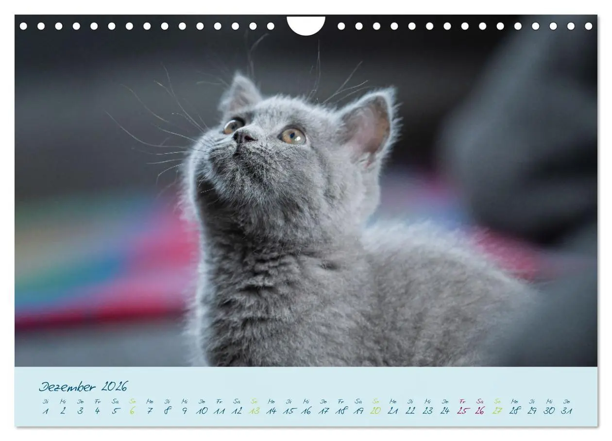 Bild: 9783457362846 | Ein kleiner Kater entdeckt die Welt! (Wandkalender 2026 DIN A4...