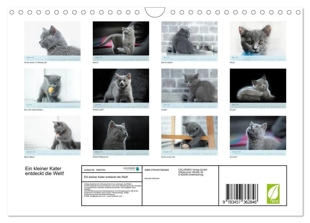 Bild: 9783457362846 | Ein kleiner Kater entdeckt die Welt! (Wandkalender 2026 DIN A4...