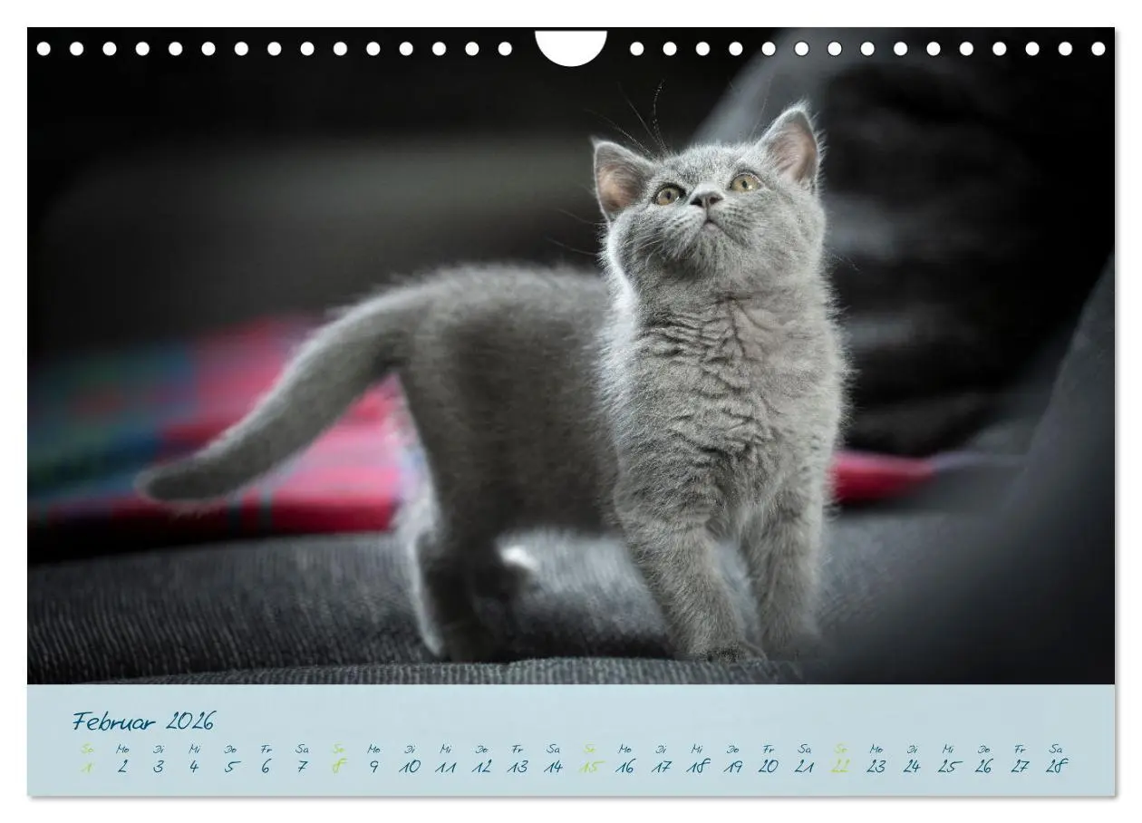 Bild: 9783457362846 | Ein kleiner Kater entdeckt die Welt! (Wandkalender 2026 DIN A4...
