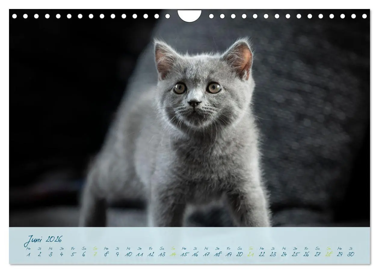 Bild: 9783457362846 | Ein kleiner Kater entdeckt die Welt! (Wandkalender 2026 DIN A4...