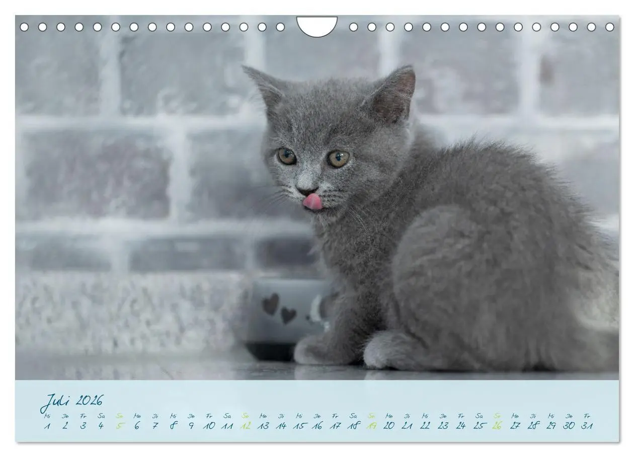 Bild: 9783457362846 | Ein kleiner Kater entdeckt die Welt! (Wandkalender 2026 DIN A4...
