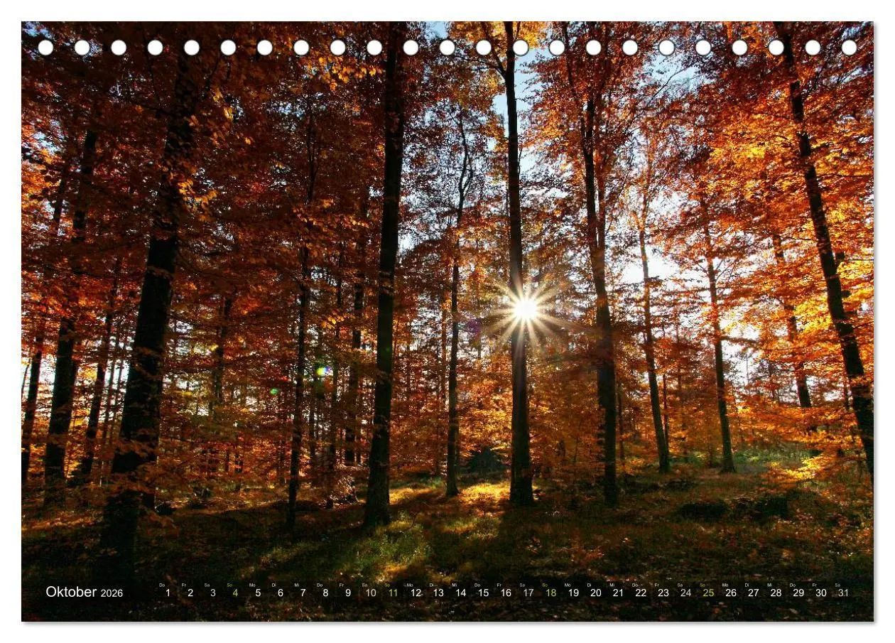 Bild: 9783516142846 | Bäume (Tischkalender 2026 DIN A5 quer), CALVENDO Monatskalender | 2026