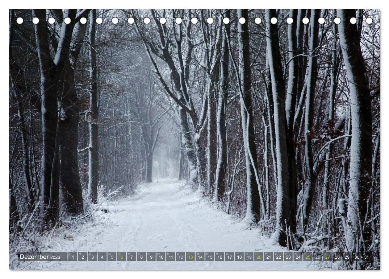 Bild: 9783516142846 | Bäume (Tischkalender 2026 DIN A5 quer), CALVENDO Monatskalender | 2026