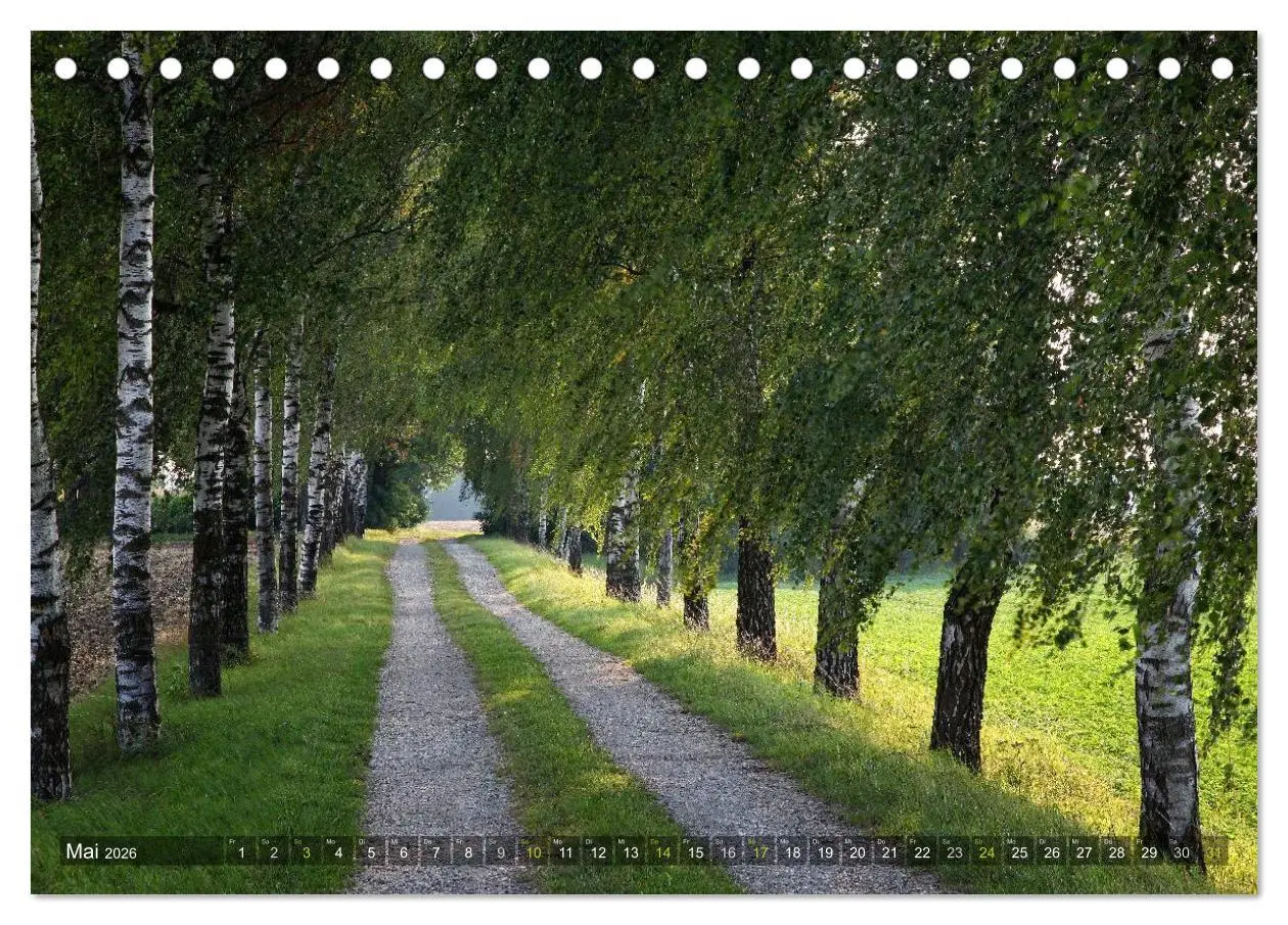 Bild: 9783516142846 | Bäume (Tischkalender 2026 DIN A5 quer), CALVENDO Monatskalender | 2026