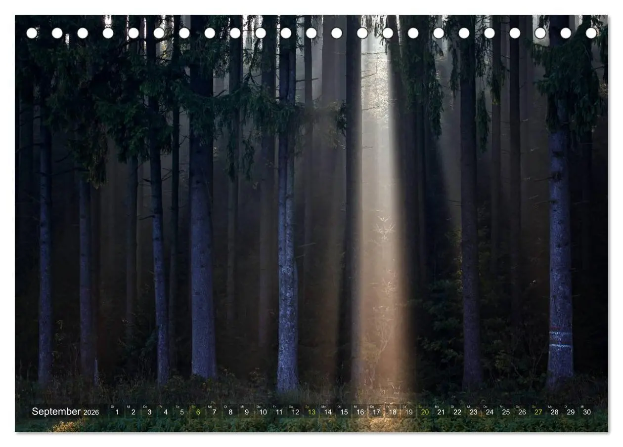 Bild: 9783516142846 | Bäume (Tischkalender 2026 DIN A5 quer), CALVENDO Monatskalender | 2026
