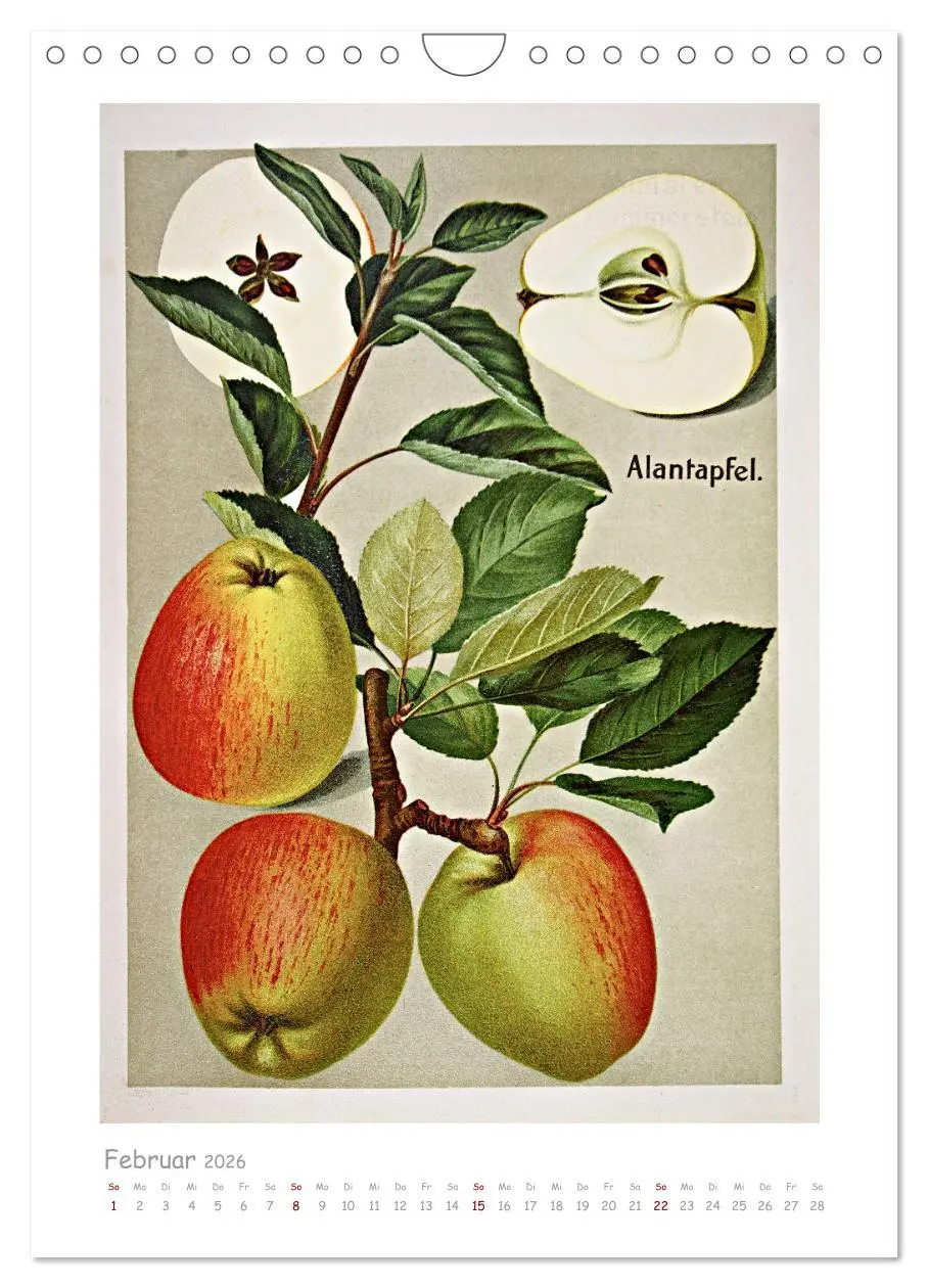 Bild: 9783516403046 | Äpfel/Appels. Alte ostfriesische Sorten (Wandkalender 2026 DIN A4...