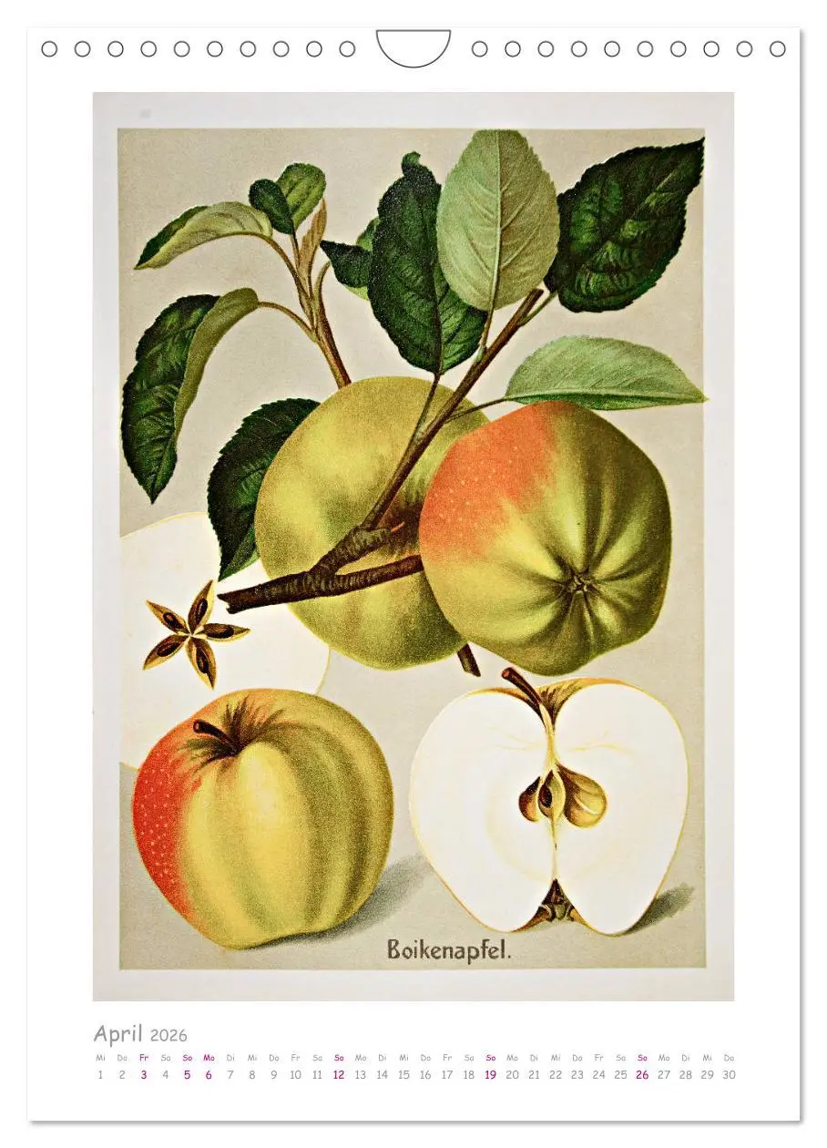 Bild: 9783516403046 | Äpfel/Appels. Alte ostfriesische Sorten (Wandkalender 2026 DIN A4...