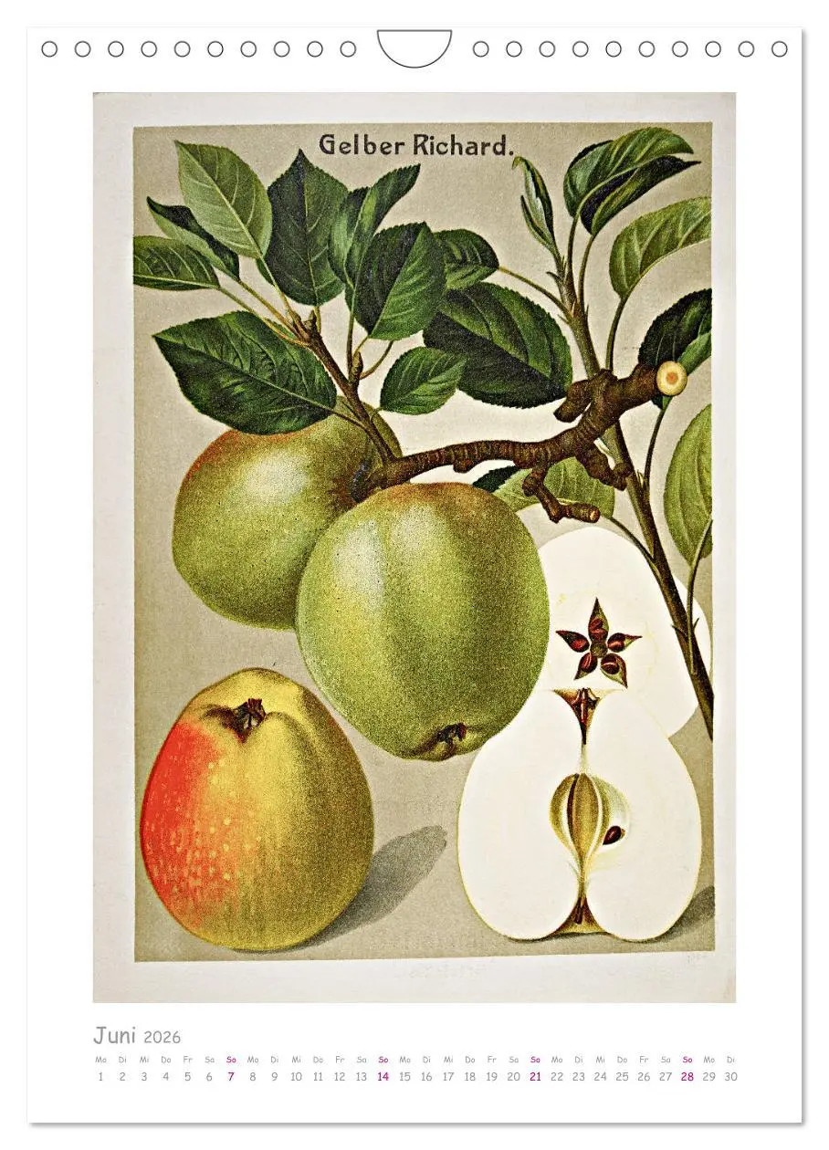 Bild: 9783516403046 | Äpfel/Appels. Alte ostfriesische Sorten (Wandkalender 2026 DIN A4...