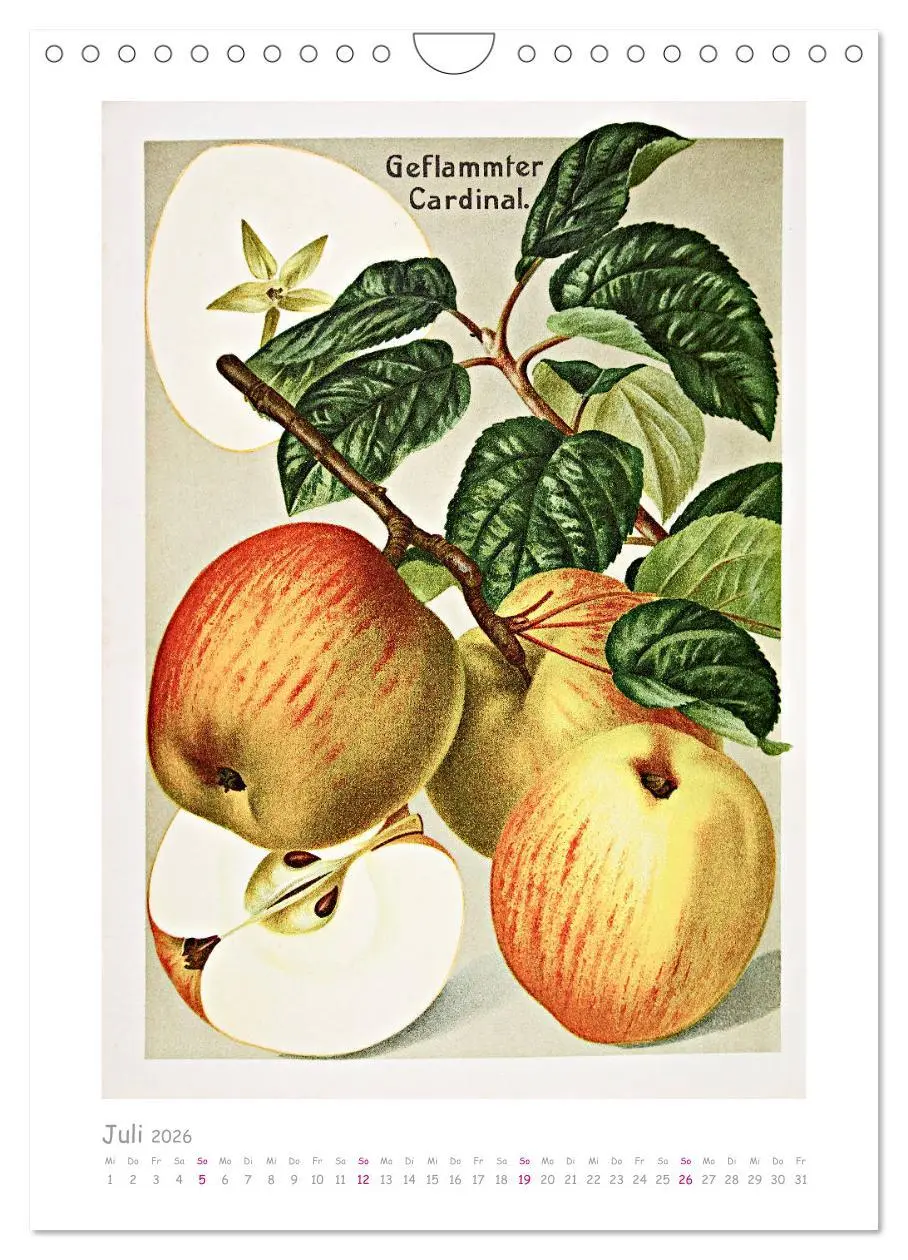 Bild: 9783516403046 | Äpfel/Appels. Alte ostfriesische Sorten (Wandkalender 2026 DIN A4...