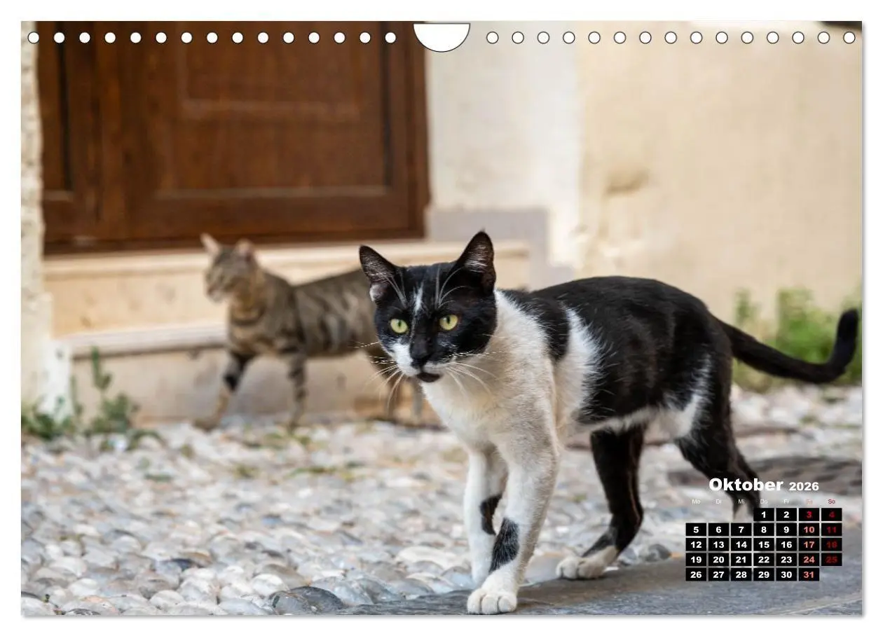 Bild: 9783516713046 | Katzen von Rhodos - Kleine Götter auf vier Pfoten (Wandkalender...
