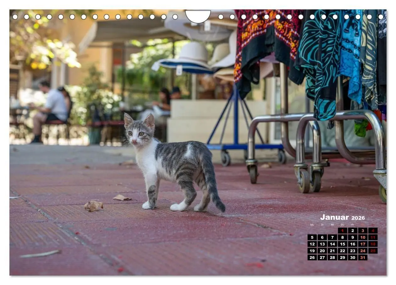 Bild: 9783516713046 | Katzen von Rhodos - Kleine Götter auf vier Pfoten (Wandkalender...