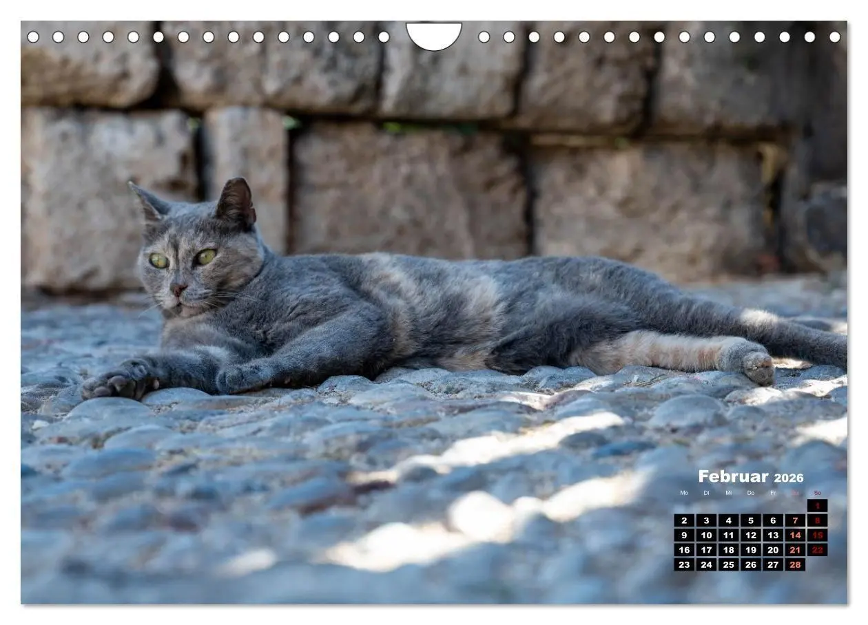 Bild: 9783516713046 | Katzen von Rhodos - Kleine Götter auf vier Pfoten (Wandkalender...